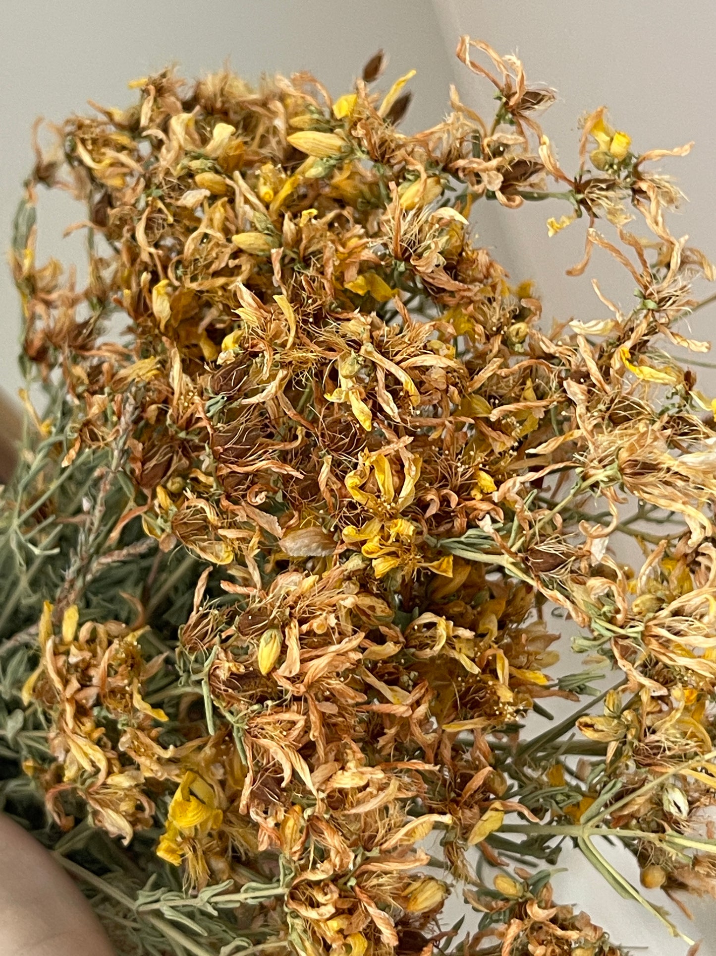 St. John’s wort