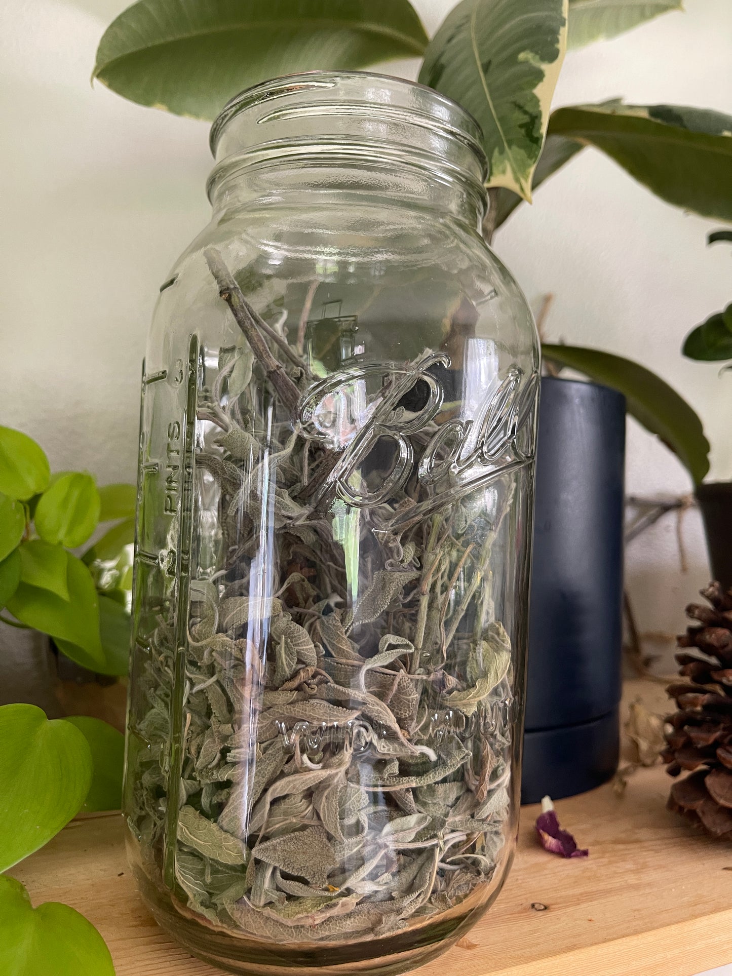 Sage leaf