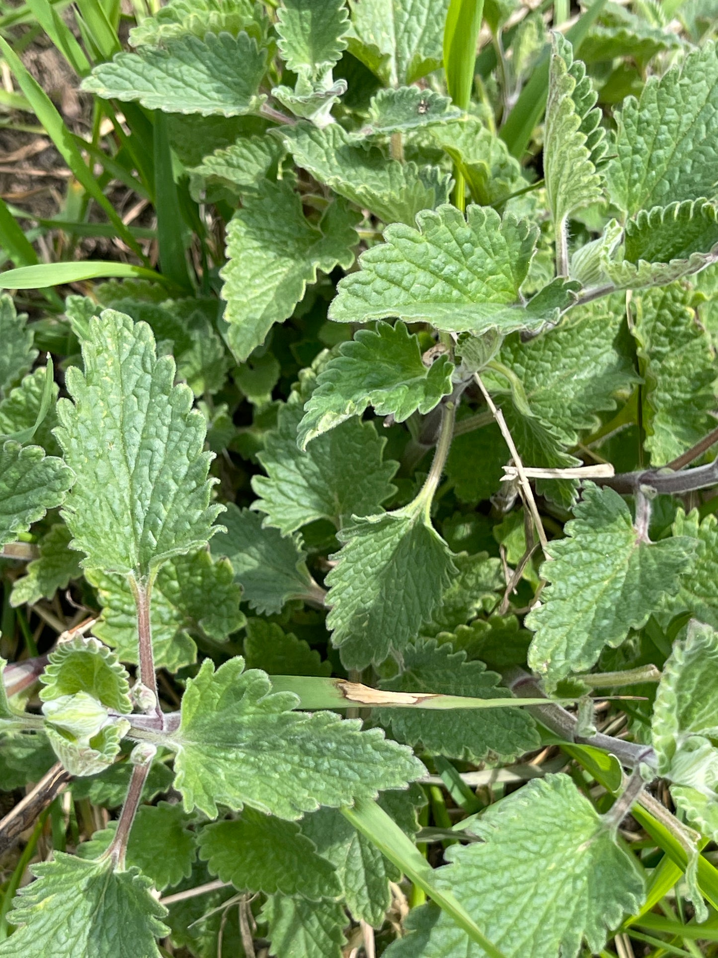Catnip