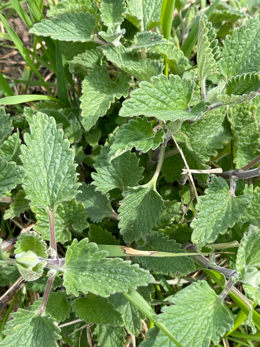 Catnip